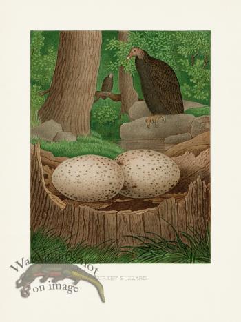 Thomas Gentry Bird 08